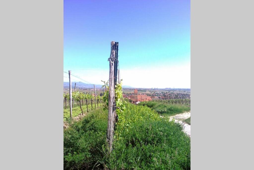 Gite A Eguisheim Proche De Colmar Et Kaysergberg. Dış mekan fotoğraf